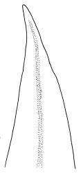 Macromitrium grossirete, perichaetial leaf apex.
 Image: R.C. Wagstaff © All rights reserved. Redrawn with permission from Vitt (1983). 